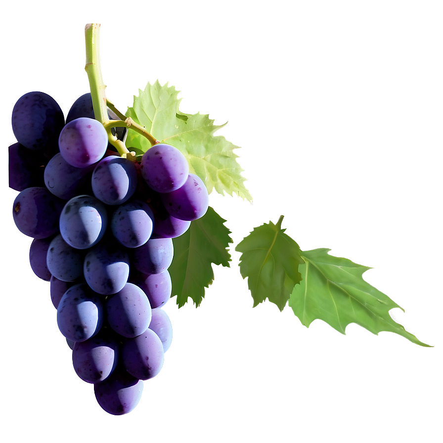 Elegantly Simple Grape Png 11 PNG image