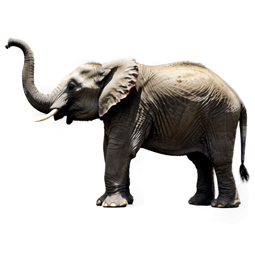 Elephant Charging Pose Png Cyd72 PNG image