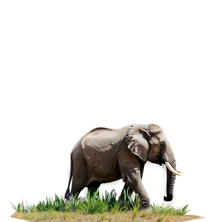 Elephant In Nature Background Png 05032024 PNG image
