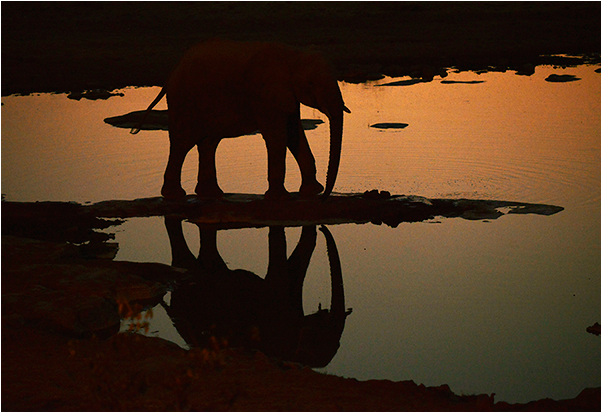 Elephant Sunset Reflection Namibia PNG image