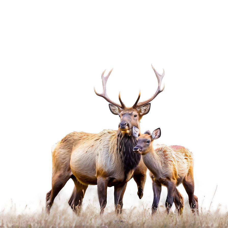 Elk Family Png Xrh PNG image