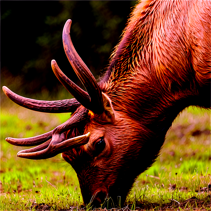 Elk Feeding Png 05242024 PNG image