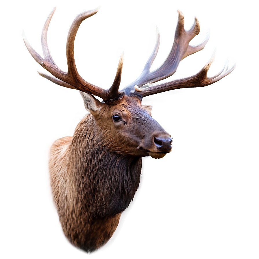 Elk Head Png Yys PNG image
