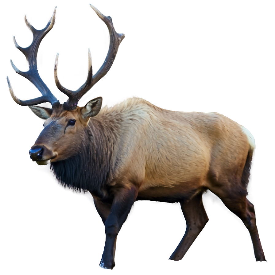 Elk In Mountains Png 35 PNG image