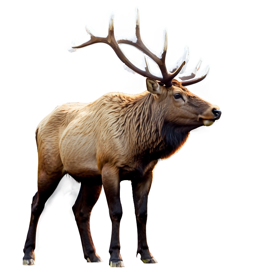 Elk In Snow Png Owy PNG image