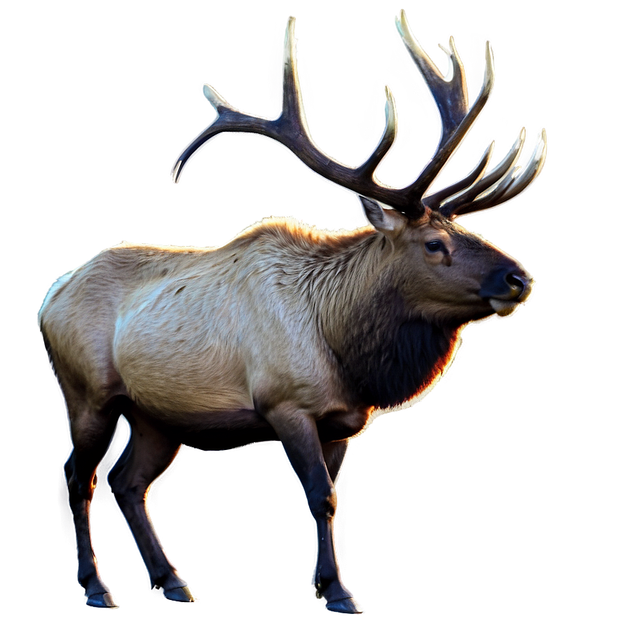 Elk In Sunrise Png 31 PNG image