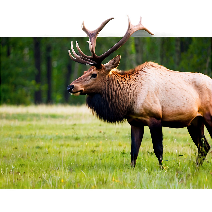 Elk Roaming Png 05242024 PNG image