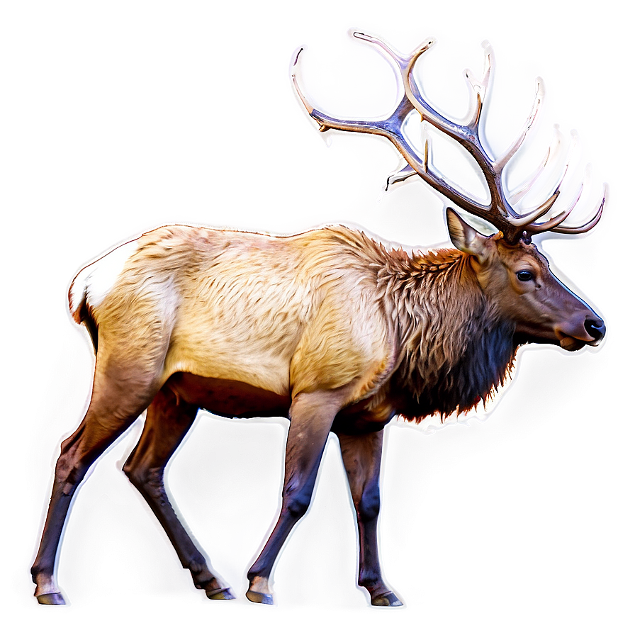 Elk Side View Png 36 PNG image