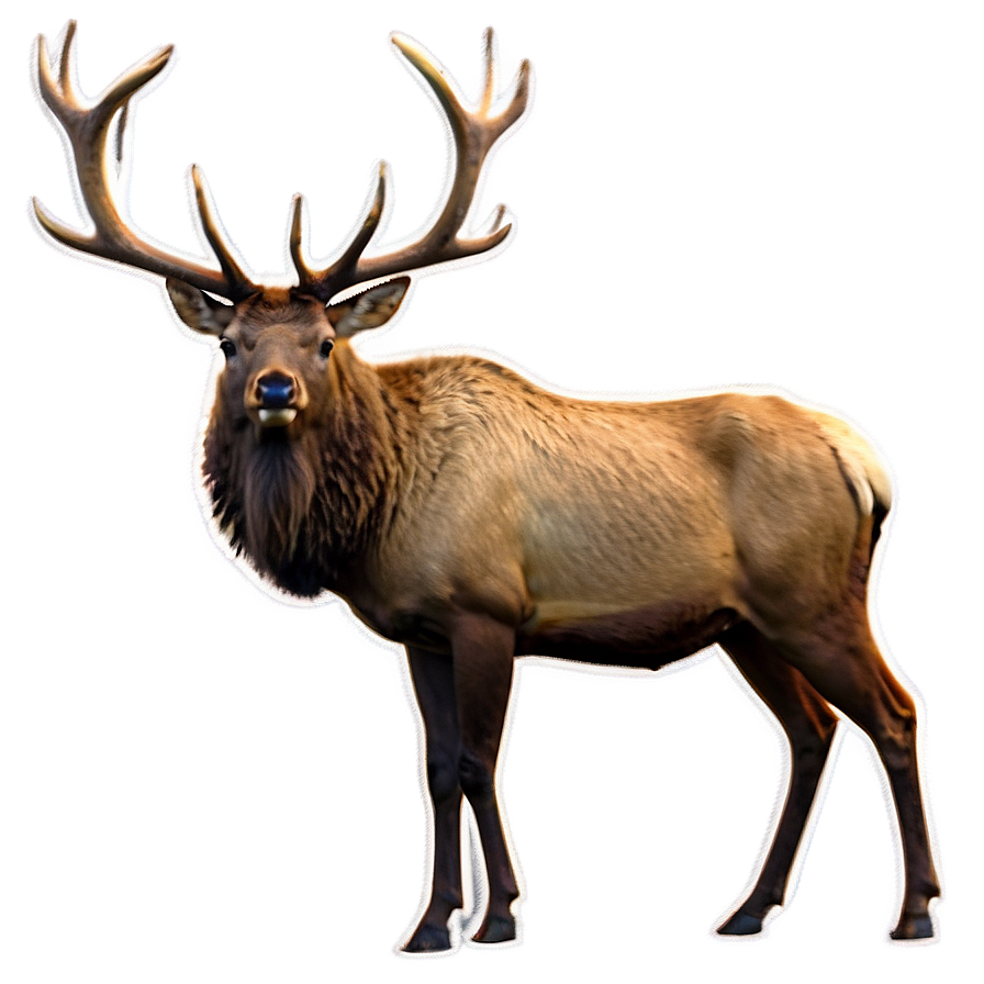 Elk Stance Png 05242024 PNG image