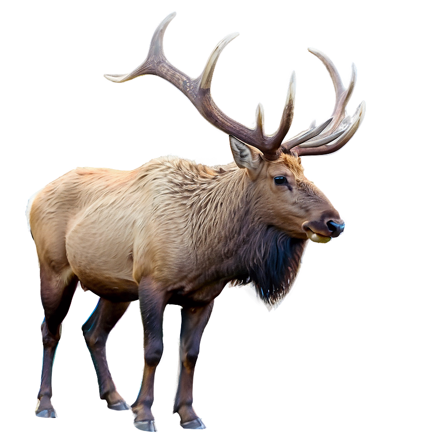 Elk Wildlife Png 86 PNG image