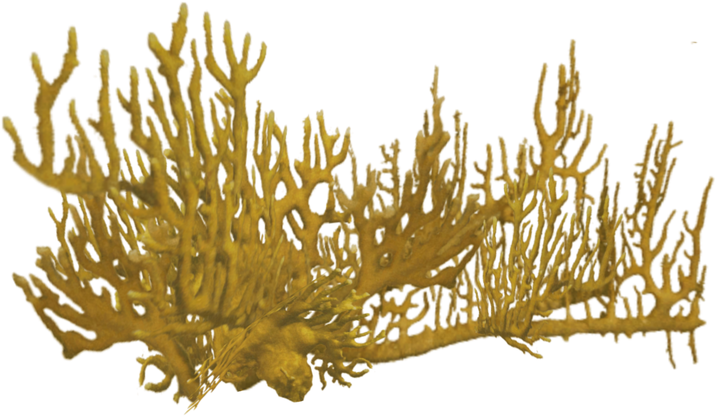 Elkhorn Coral Structure PNG image