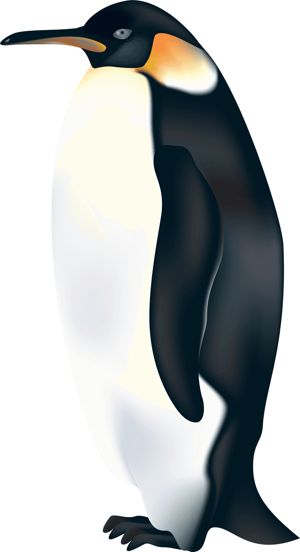 Emperor Penguin Illustration PNG image