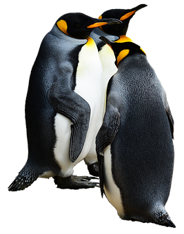 Emperor Penguins Bonding PNG image