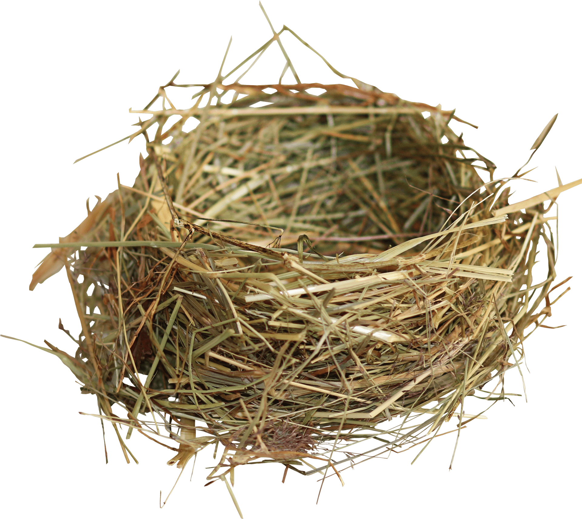 Empty Bird Nest Isolated PNG image