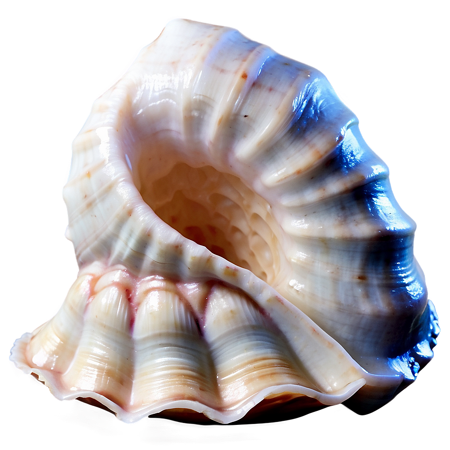 Empty Conch Shell Png 41 PNG image