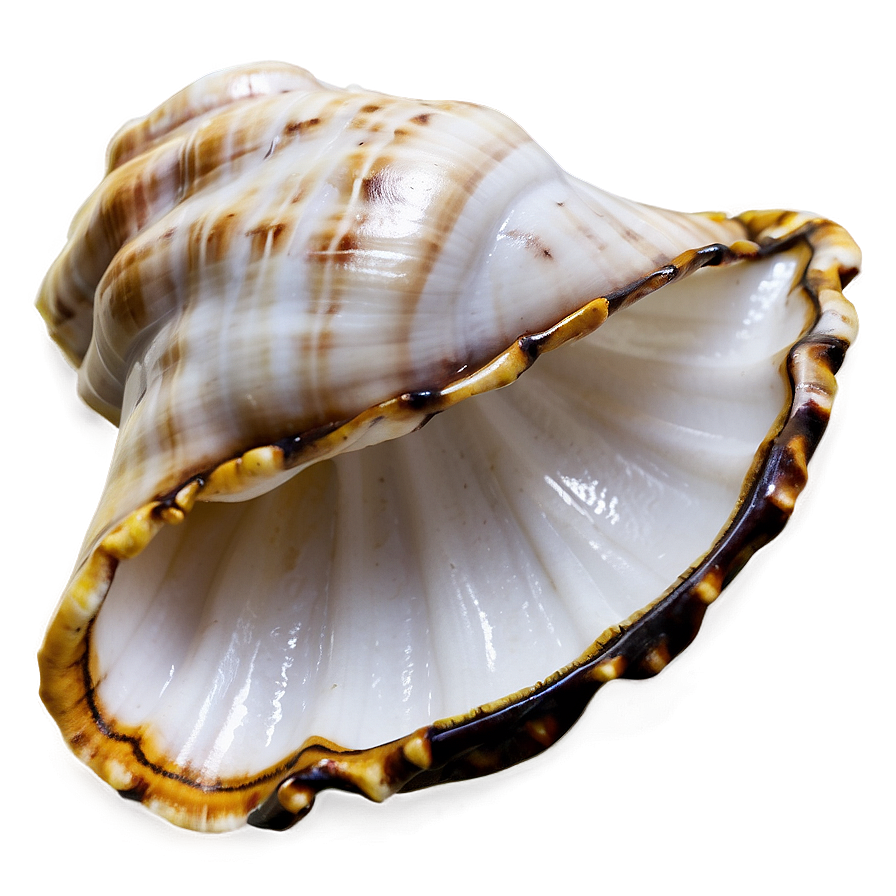 Empty Conch Shell Png Ihn72 PNG image