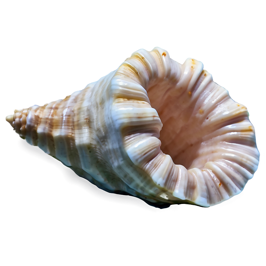 Empty Conch Shell Png Lkh16 PNG image