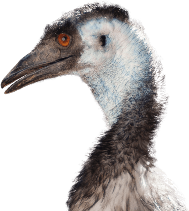 Emu Head Portrait PNG image