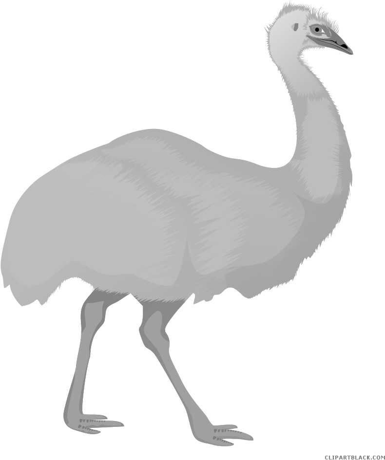 Emu Illustration Graphic PNG image