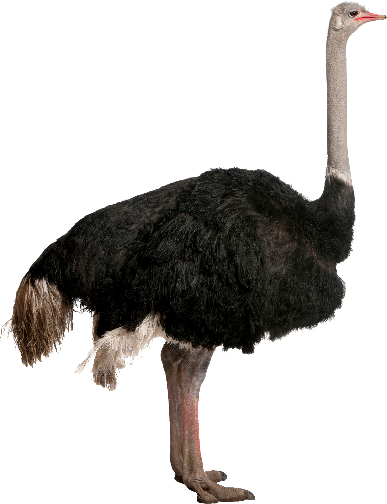 Emu Profile Isolated.png PNG image