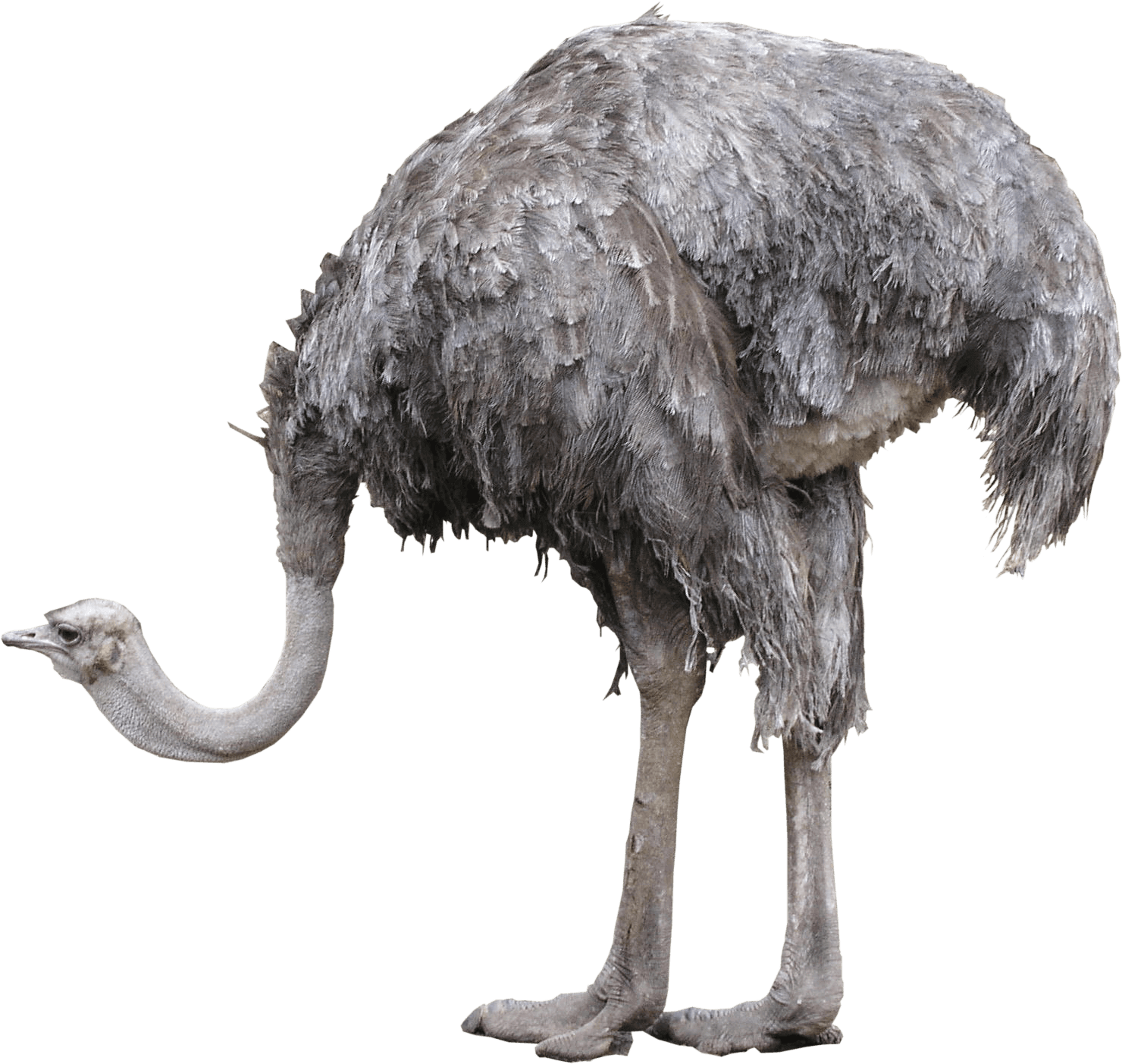 Emu Standing Side View PNG image