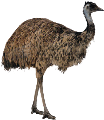 Emu Standing Side View PNG image