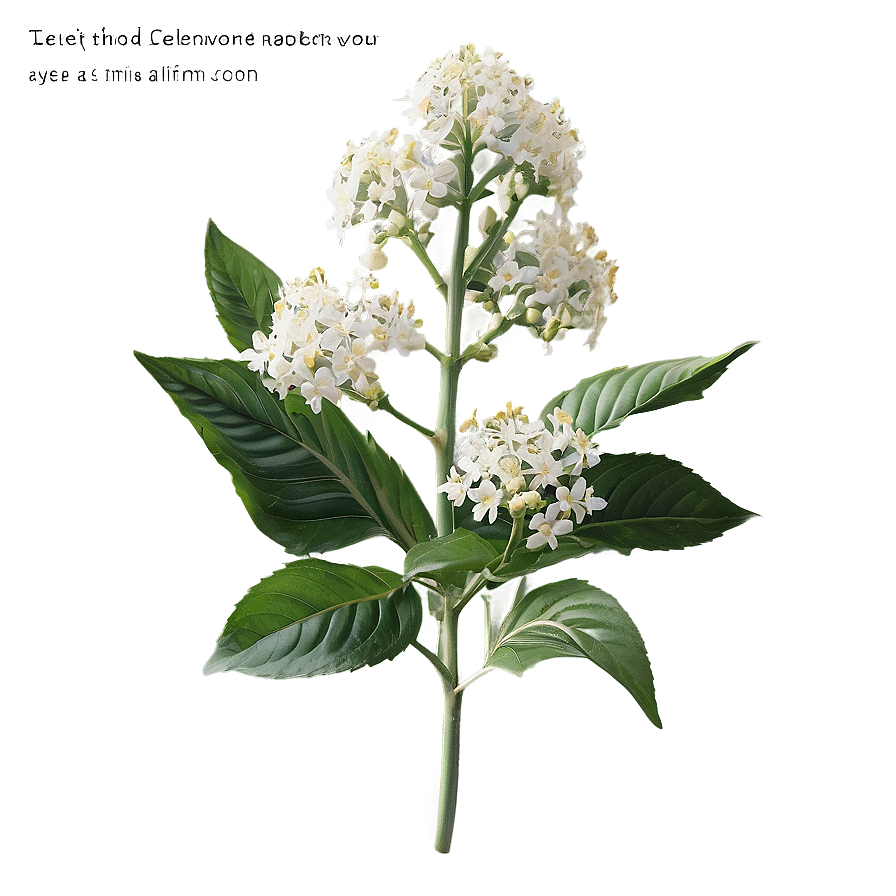 Enchanted Elderflower Png 95 PNG image