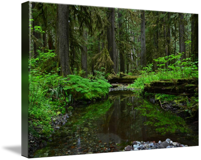 Enchanted Forest Stream PNG image