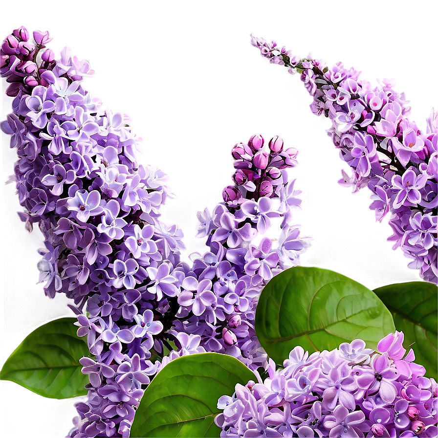 Enchanted Lilac Png Dbx PNG image