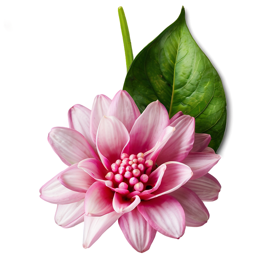 Enchanted Pink Flower Png Wdu PNG image