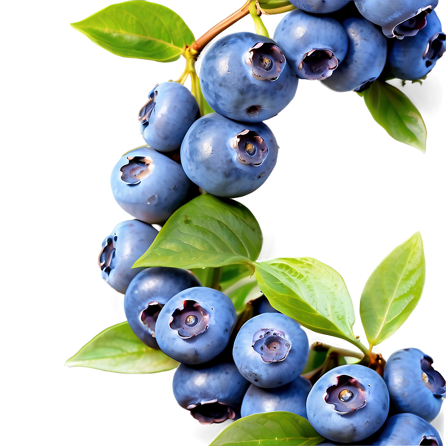 Enchanting Blueberry Bliss Png 05212024 PNG image