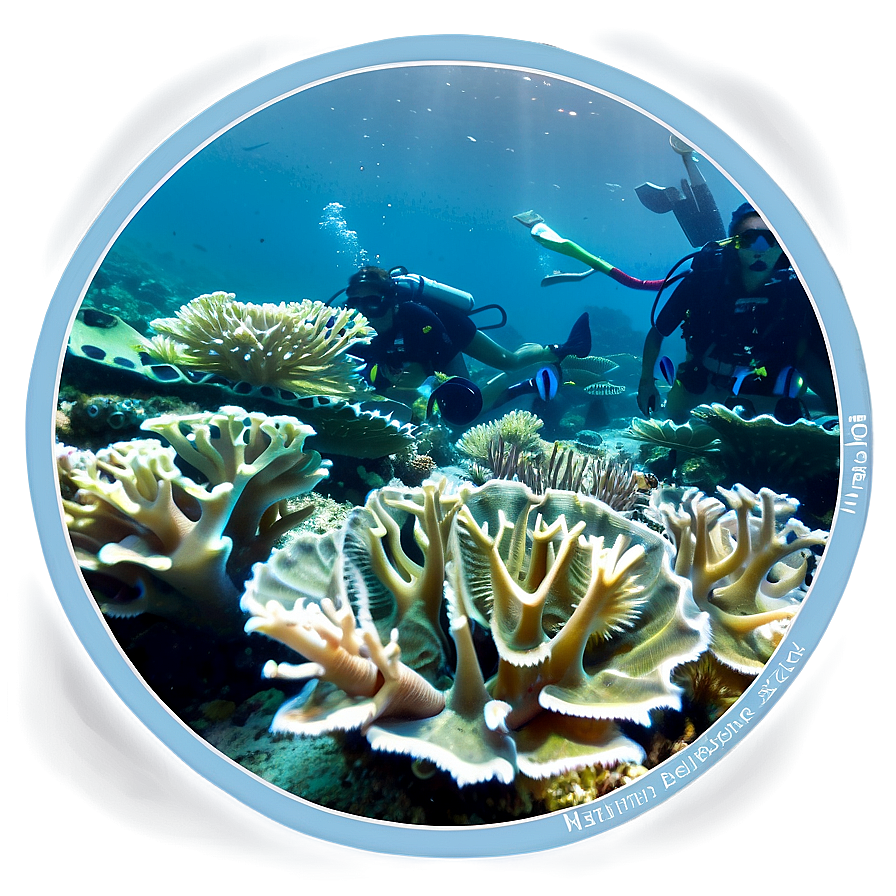 Endangered Coral Rescue Png 69 PNG image