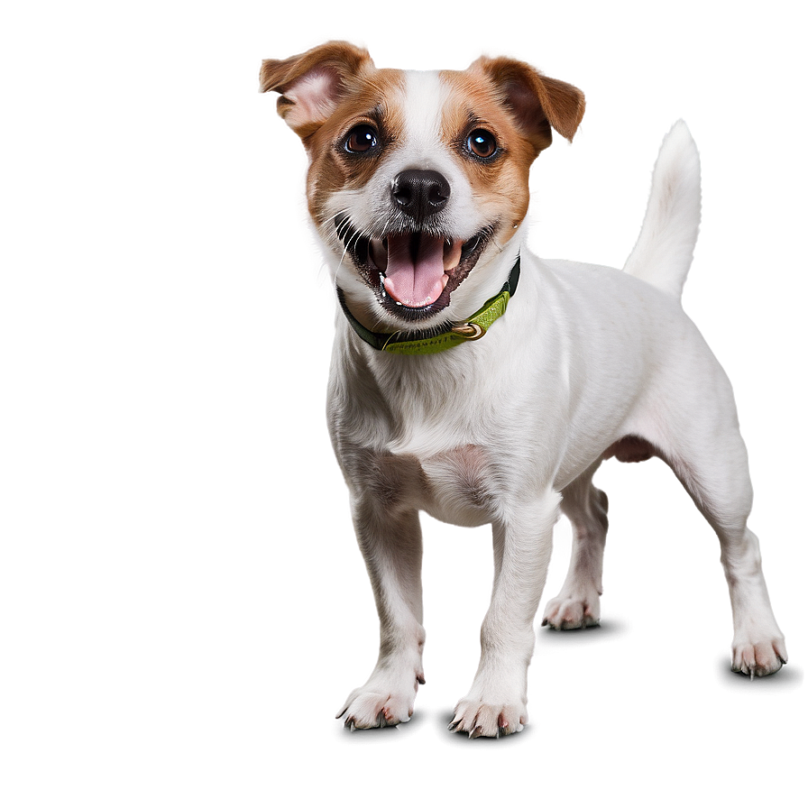 Energetic Jack Russell Dog Png Rbb53 PNG image