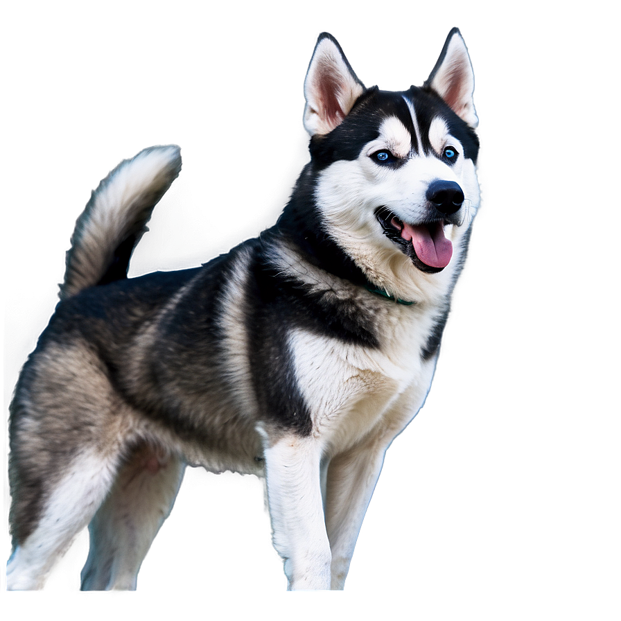 Energetic Siberian Husky Png 58 PNG image