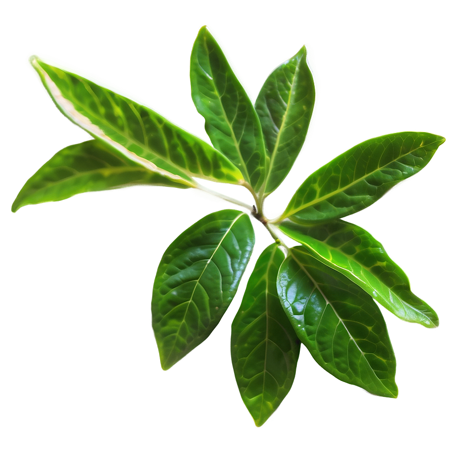 English Breakfast Tea Leaf Png Aki PNG image