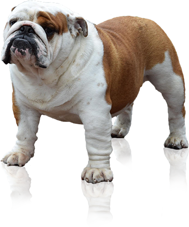English Bulldog Standing Transparent Background PNG image
