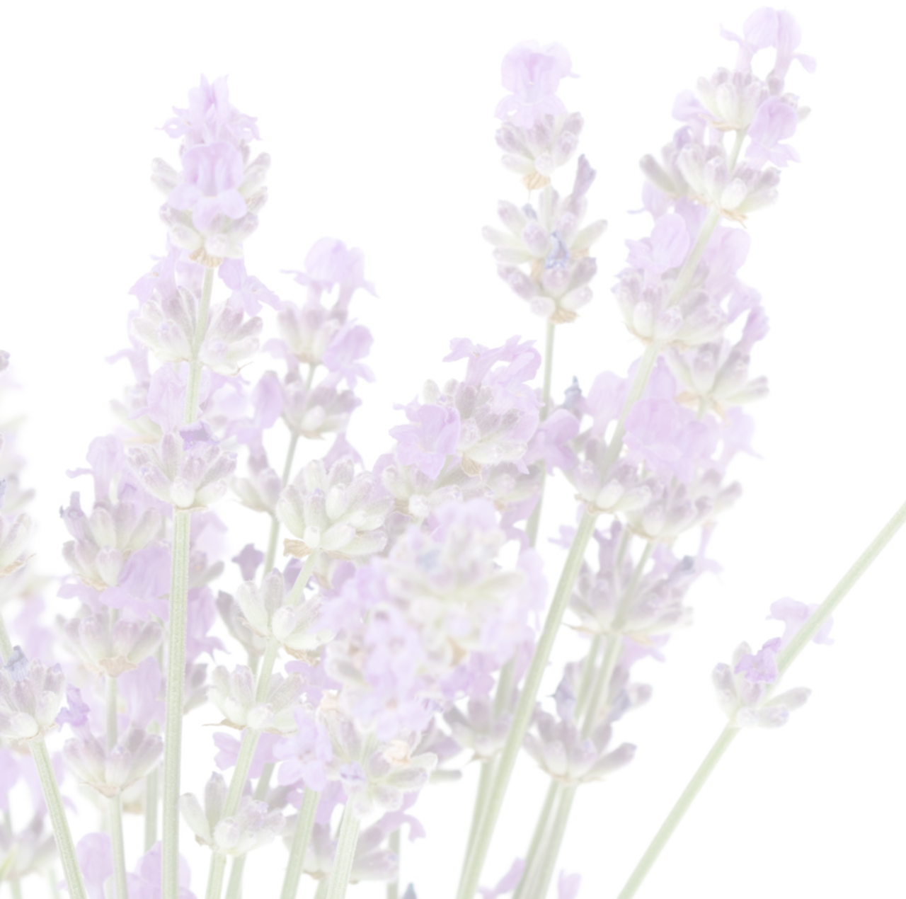 English Lavender Blooms PNG image