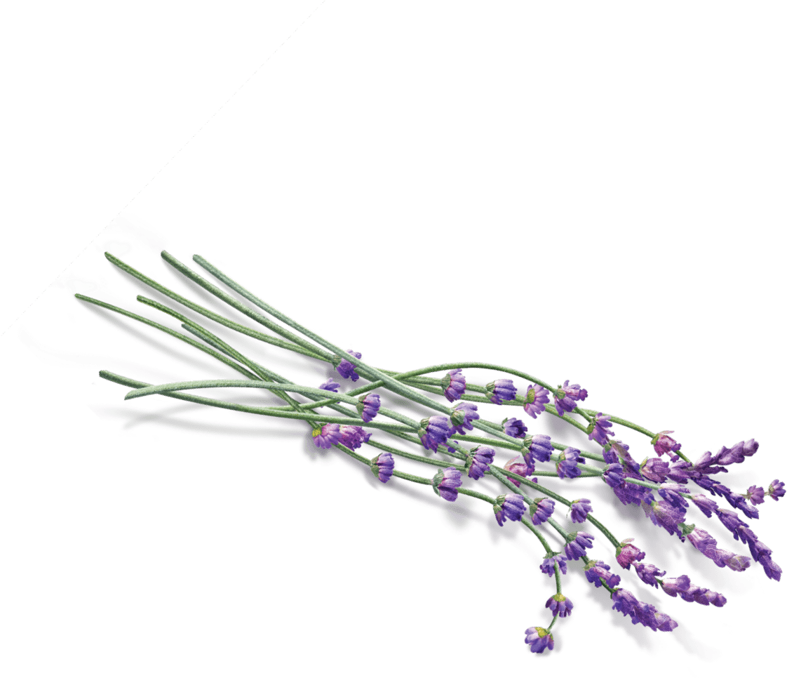 English Lavender Bouquet PNG image