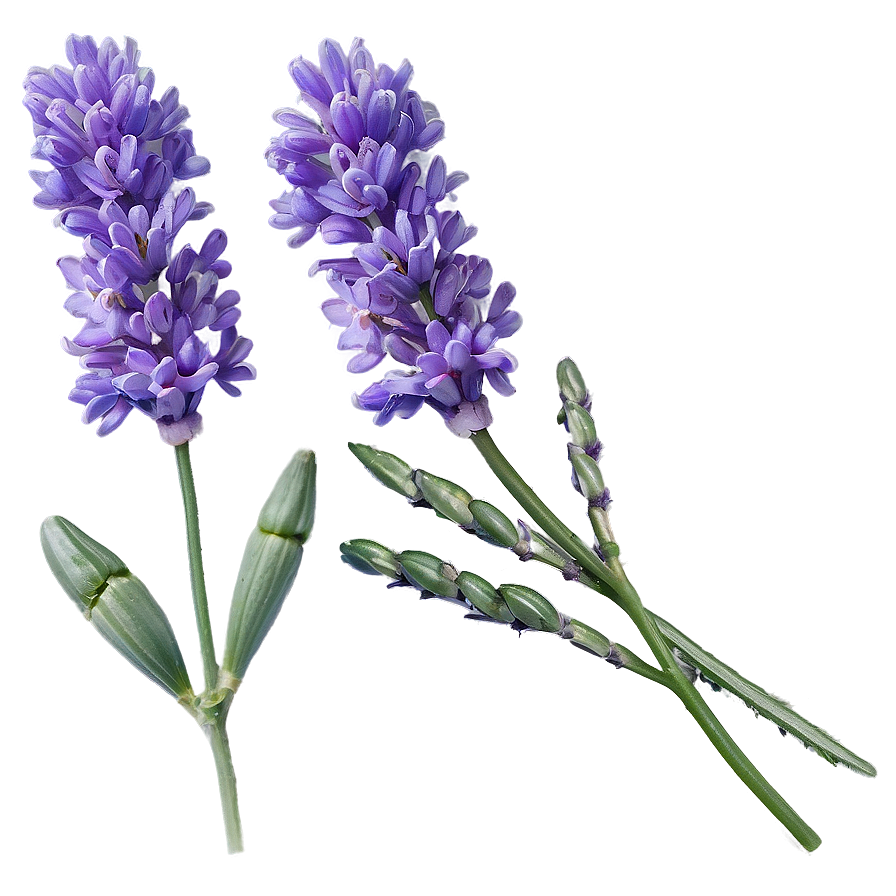 English Lavender Png Ewx39 PNG image