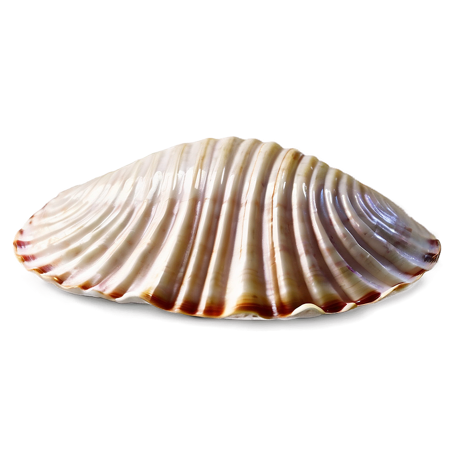 Engraved Clam Shell Png Uwn82 PNG image