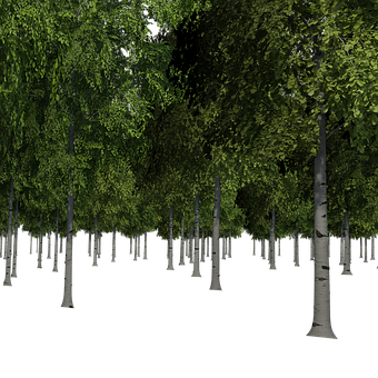 Enigmatic Birch Forest Night PNG image