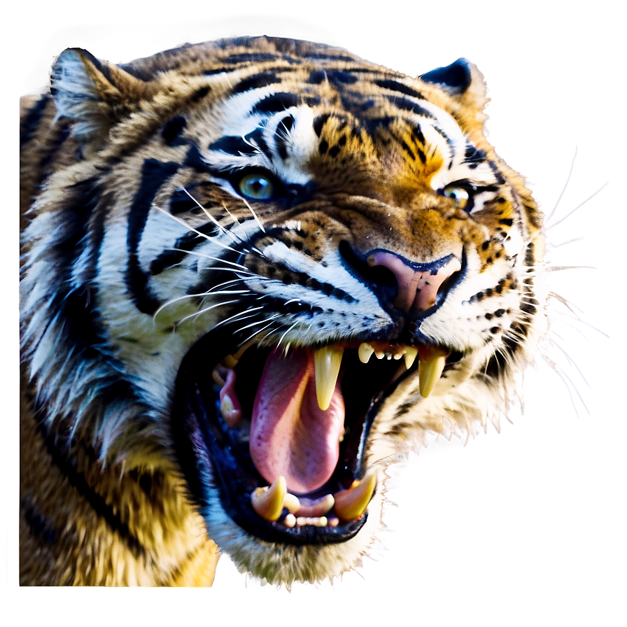 Enraged Tiger Roar Png Nby63 PNG image