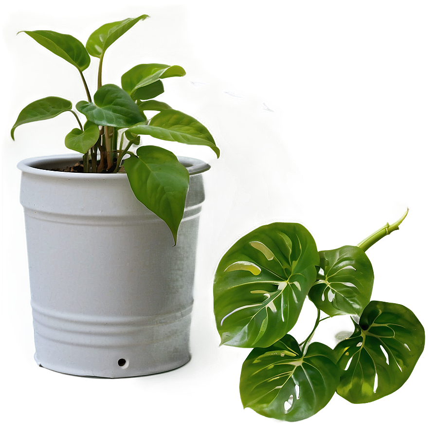 Essential Tools For Pothos Plant Care Png 06272024 PNG image