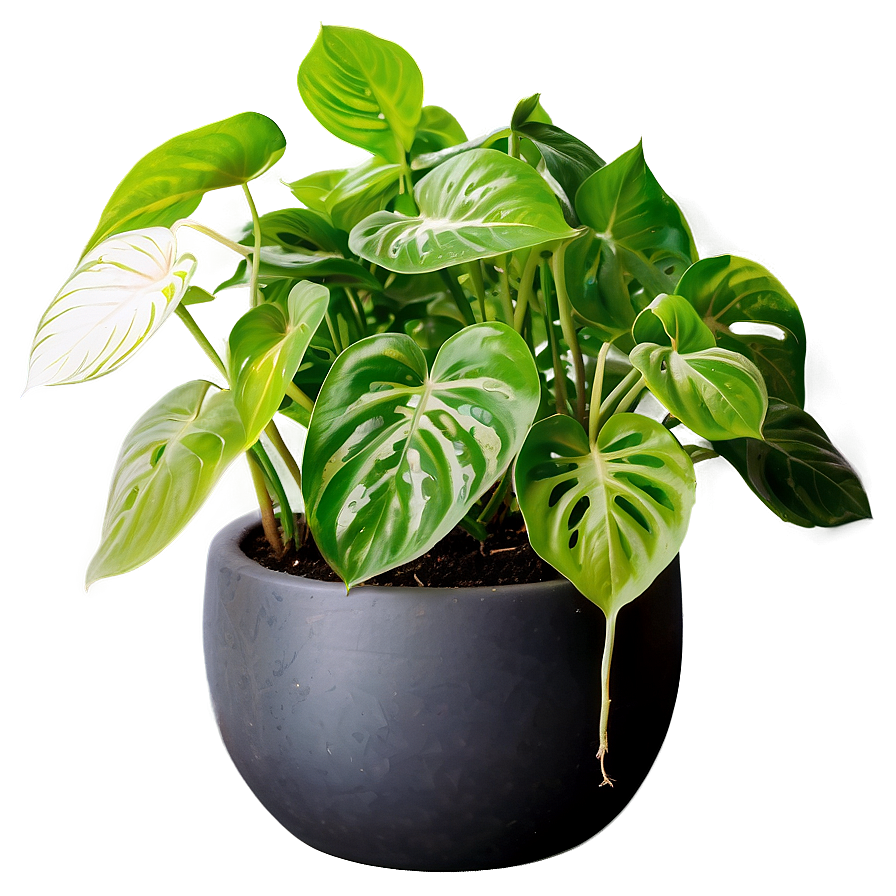 Essential Tools For Pothos Plant Care Png 06272024 PNG image