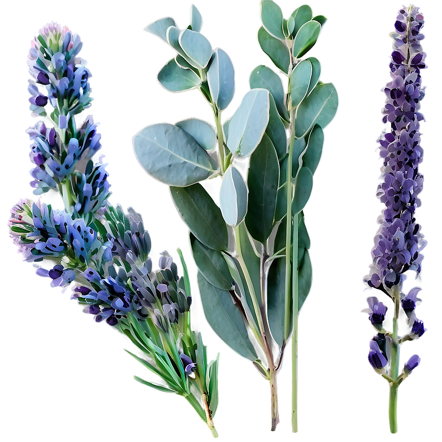 Eucalyptus And Lavender Png 05242024 PNG image