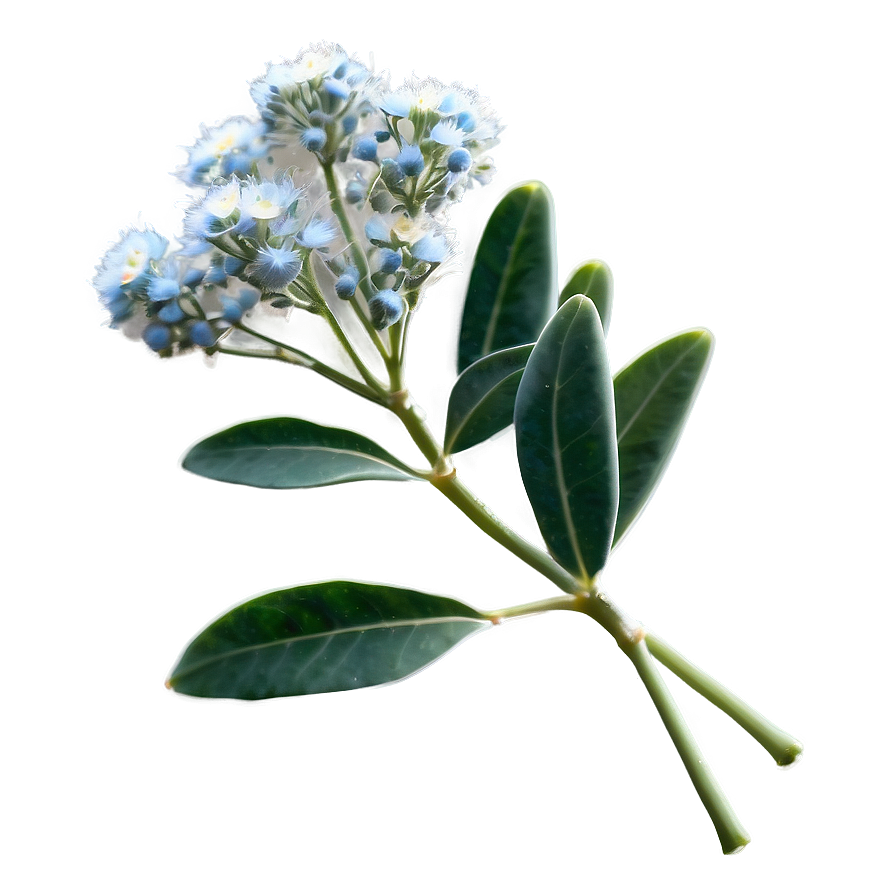 Eucalyptus Baby Breath Png Jjc90 PNG image