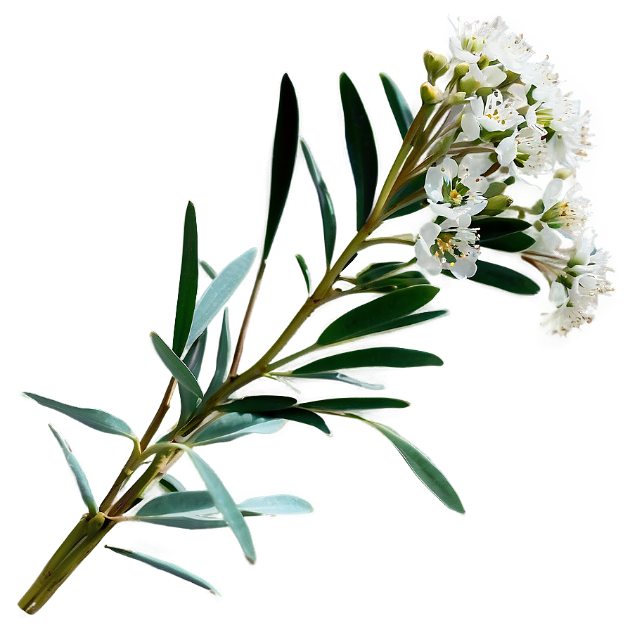 Eucalyptus Baby Breath Png Nut98 PNG image