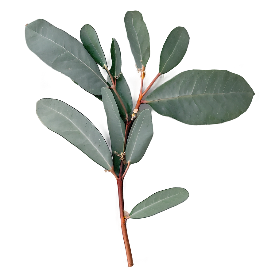 Eucalyptus Branch Flatlay Png Yfe14 PNG image