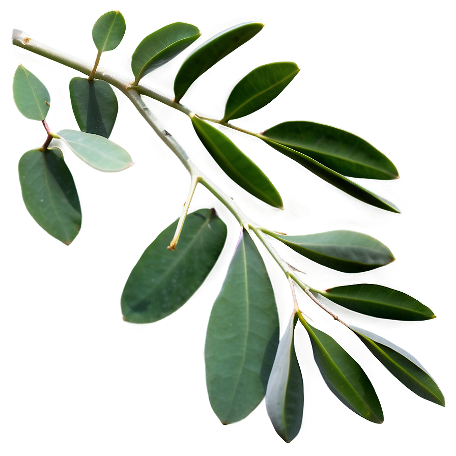 Eucalyptus Branch On White Png 05242024 PNG image