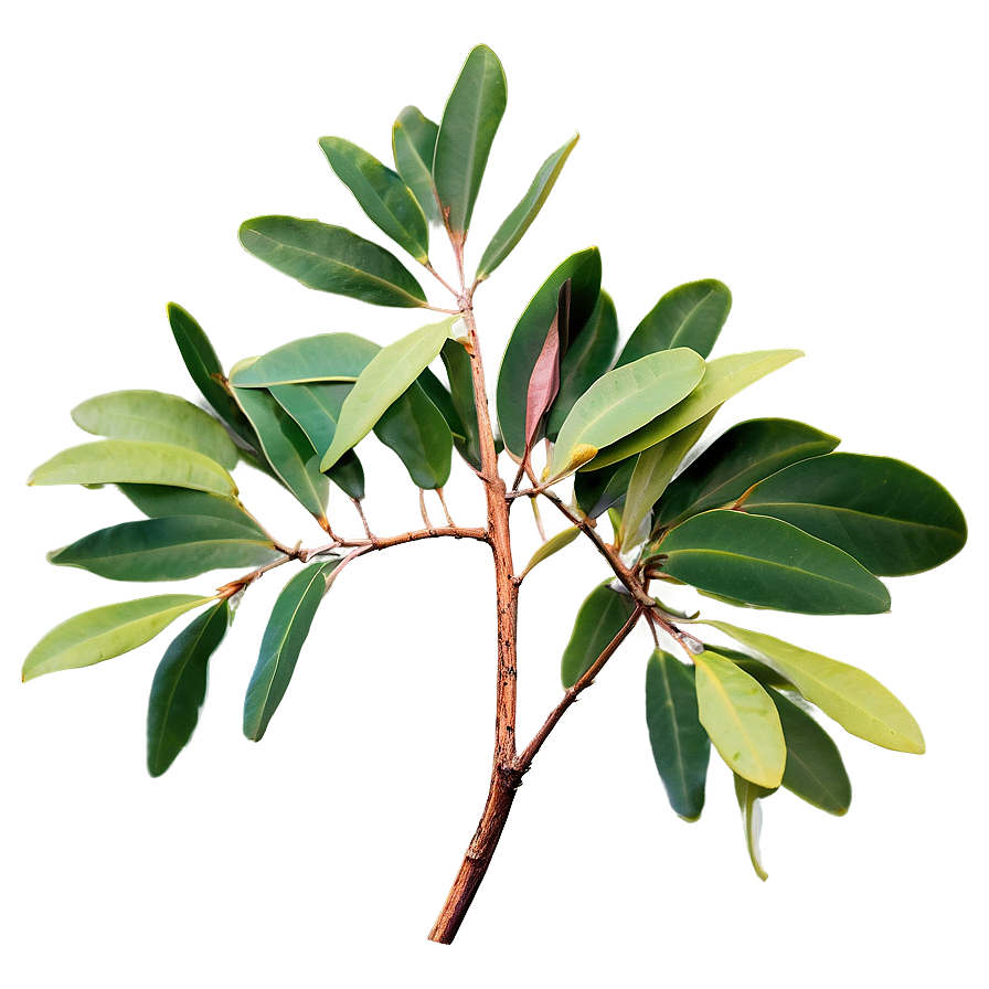 Eucalyptus Branch Png 61 PNG image